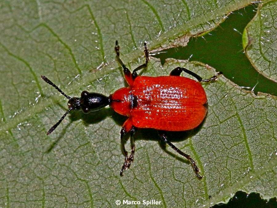 Apoderus coryli a pranzo (Attelabidae)